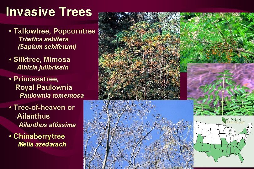 Invasive Trees • Tallowtree, Popcorntree Triadica sebifera (Sapium sebiferum) • Silktree, Mimosa Albizia julibrissin