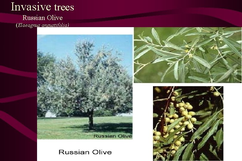 Invasive trees Russian Olive (Elaeagnus angustifolia) 