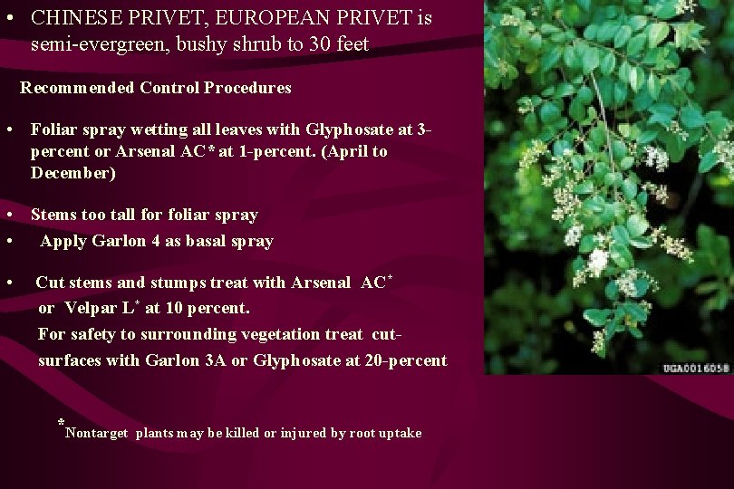  • CHINESE PRIVET, EUROPEAN PRIVET is semi-evergreen, bushy shrub to 30 feet Recommended