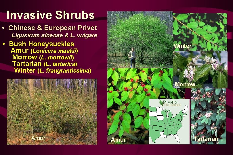 Invasive Shrubs • Chinese & European Privet Ligustrum sinense & L. vulgare • Bush