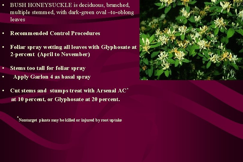  • BUSH HONEYSUCKLE is deciduous, branched, multiple stemmed, with dark-green oval –to-oblong leaves