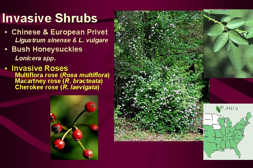 Invasive Shrubs • Chinese & European Privet Ligustrum sinense & L. vulgare • Bush