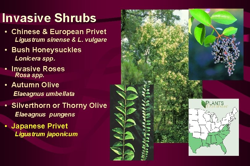 Invasive Shrubs • Chinese & European Privet Ligustrum sinense & L. vulgare • Bush