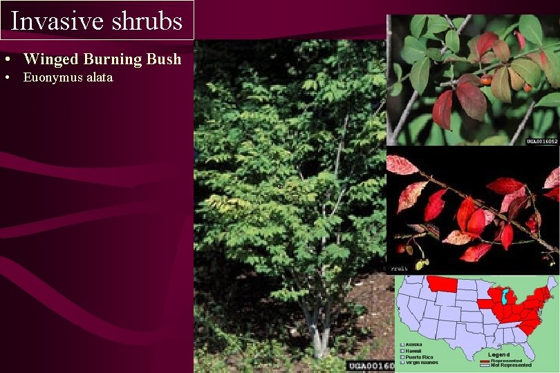 Invasive shrubs • Winged Burning Bush • Euonymus alata 