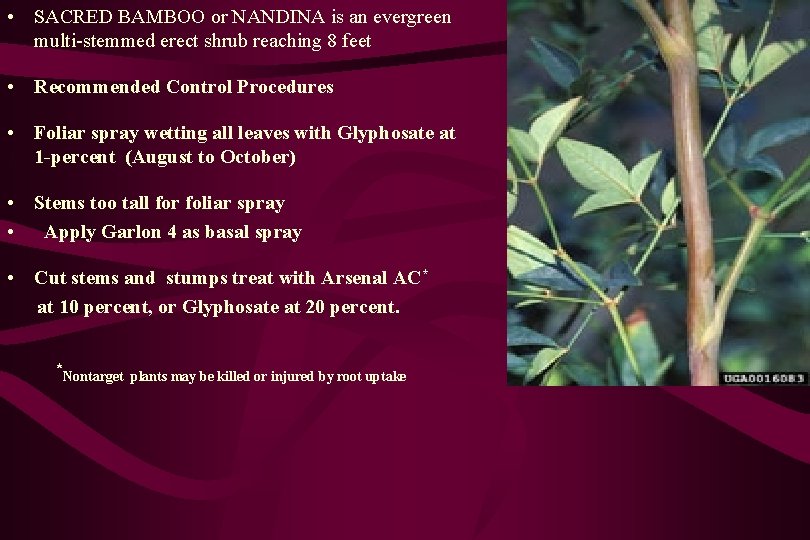  • SACRED BAMBOO or NANDINA is an evergreen multi-stemmed erect shrub reaching 8
