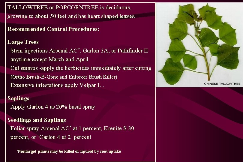 TALLOWTREE or POPCORNTREE is deciduous, growing to about 50 feet and has heart shaped