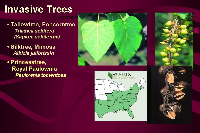 Invasive Trees • Tallowtree, Popcorntree Triadica sebifera (Sapium sebiferum) • Silktree, Mimosa Albizia julibrissin