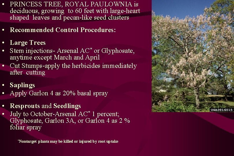  • PRINCESS TREE, ROYAL PAULOWNIA is deciduous, growing to 60 feet with large-heart