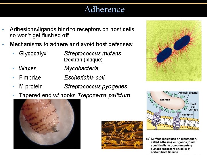 Adherence • Adhesions/ligands bind to receptors on host cells so won’t get flushed off. Adherence • Adhesions/ligands bind to receptors on host cells so won’t get flushed off.