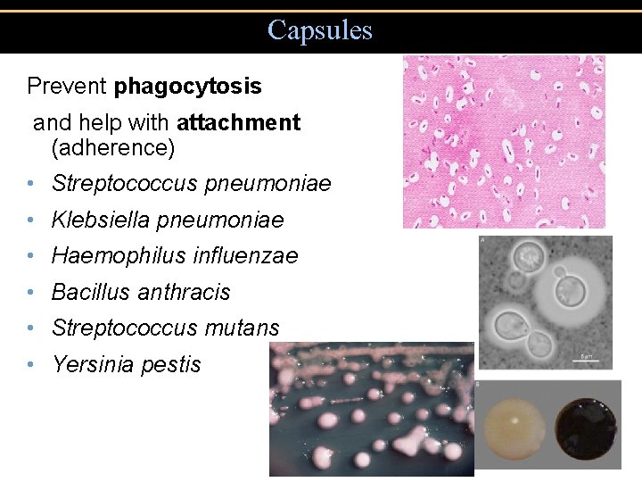 Capsules Prevent phagocytosis and help with attachment (adherence) • Streptococcus pneumoniae • Klebsiella pneumoniae
