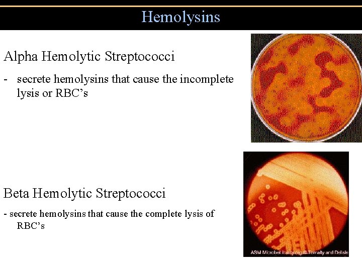 Hemolysins Alpha Hemolytic Streptococci - secrete hemolysins that cause the incomplete lysis or RBC’s