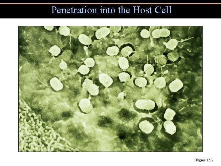 Penetration into the Host Cell Figure 15. 2 