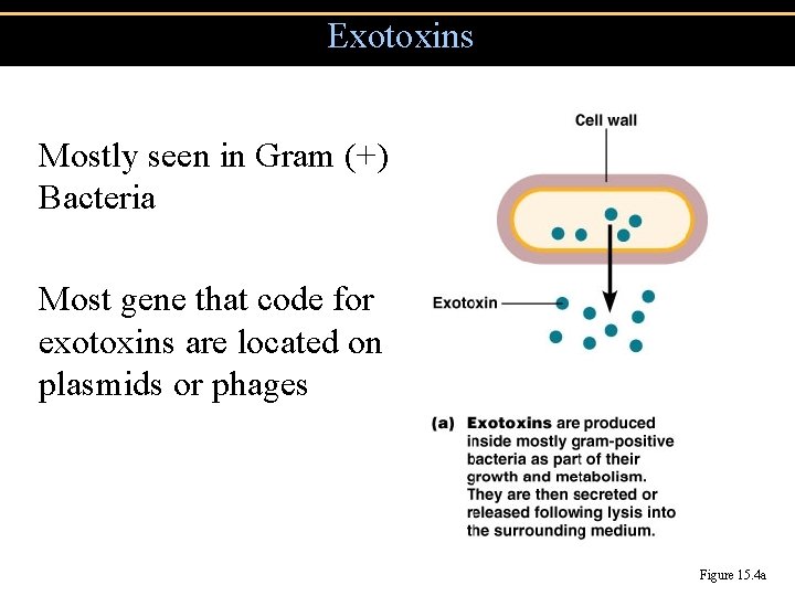 Exotoxins Mostly seen in Gram (+) Bacteria Most gene that code for exotoxins are