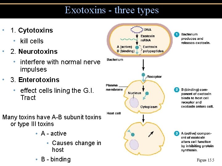 Exotoxins - three types • 1. Cytotoxins • kill cells • 2. Neurotoxins •