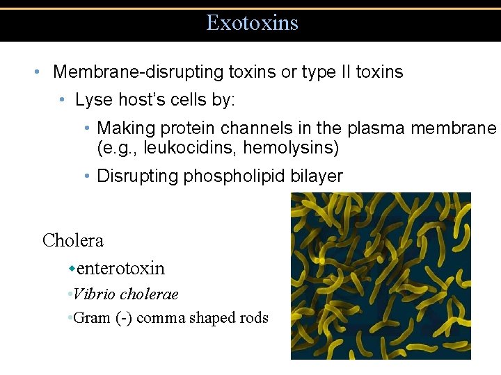 Exotoxins • Membrane-disrupting toxins or type II toxins • Lyse host’s cells by: •
