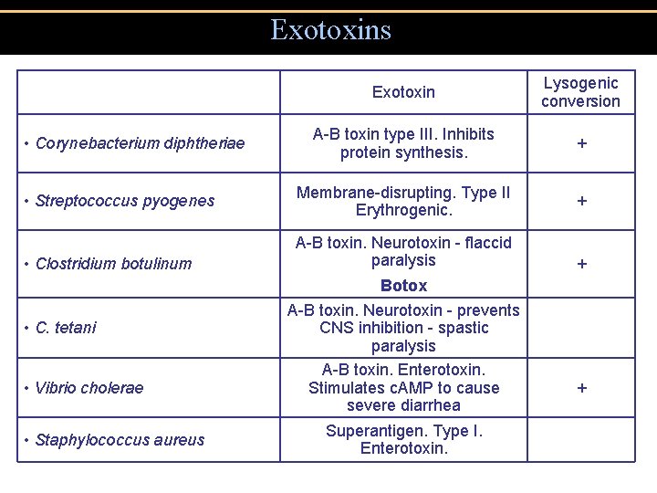 Exotoxins • Corynebacterium diphtheriae • Streptococcus pyogenes • Clostridium botulinum • C. tetani •