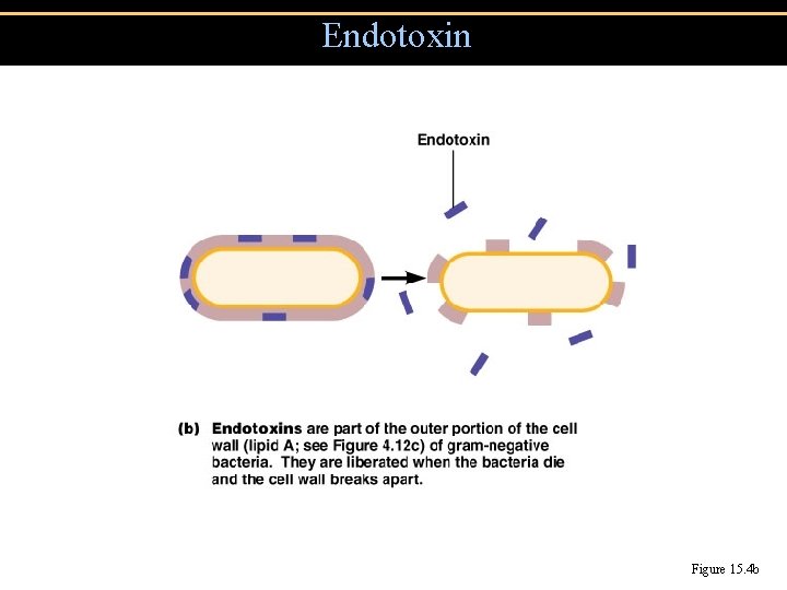 Endotoxin Figure 15. 4 b Endotoxin Figure 15. 4 b