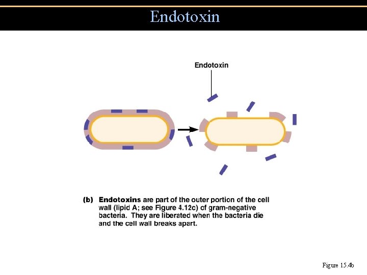 Endotoxin Figure 15. 4 b 