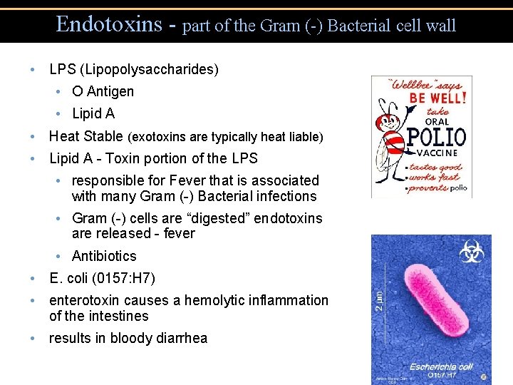 Endotoxins - part of the Gram (-) Bacterial cell wall • LPS (Lipopolysaccharides) • Endotoxins - part of the Gram (-) Bacterial cell wall • LPS (Lipopolysaccharides) •