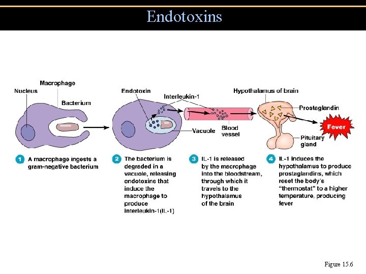 Endotoxins Figure 15. 6 