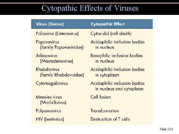 Cytopathic Effects of Viruses Table 15. 4 