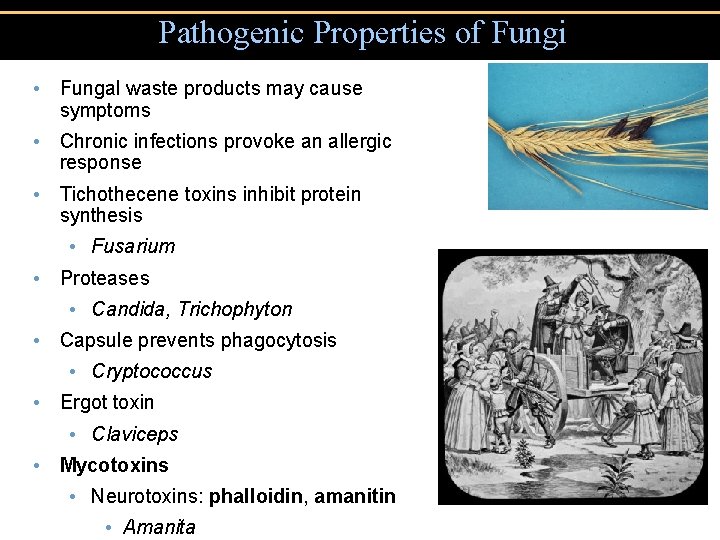 Pathogenic Properties of Fungi • Fungal waste products may cause symptoms • Chronic infections