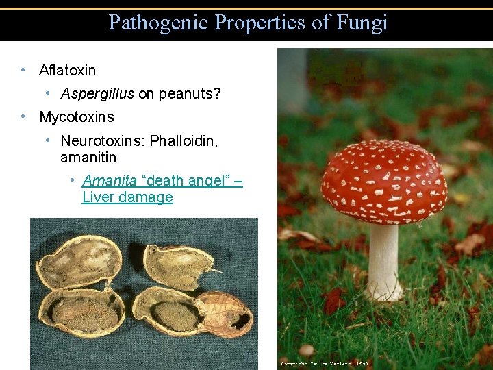 Pathogenic Properties of Fungi • Aflatoxin • Aspergillus on peanuts? • Mycotoxins • Neurotoxins: