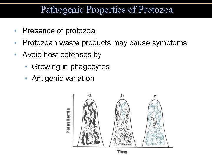 Pathogenic Properties of Protozoa • Presence of protozoa • Protozoan waste products may cause