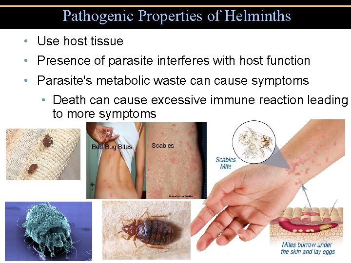 Pathogenic Properties of Helminths • Use host tissue • Presence of parasite interferes with