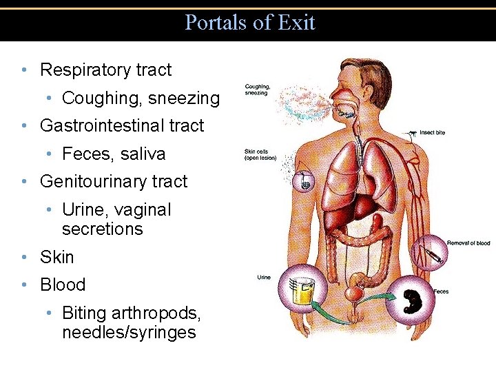Portals of Exit • Respiratory tract • Coughing, sneezing • Gastrointestinal tract • Feces,
