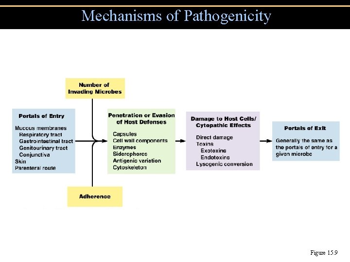 Mechanisms of Pathogenicity Figure 15. 9 