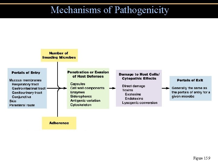 Mechanisms of Pathogenicity Figure 15. 9 Mechanisms of Pathogenicity Figure 15. 9