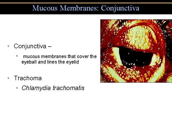 Mucous Membranes: Conjunctiva • Conjunctiva – • mucous membranes that cover the eyeball and