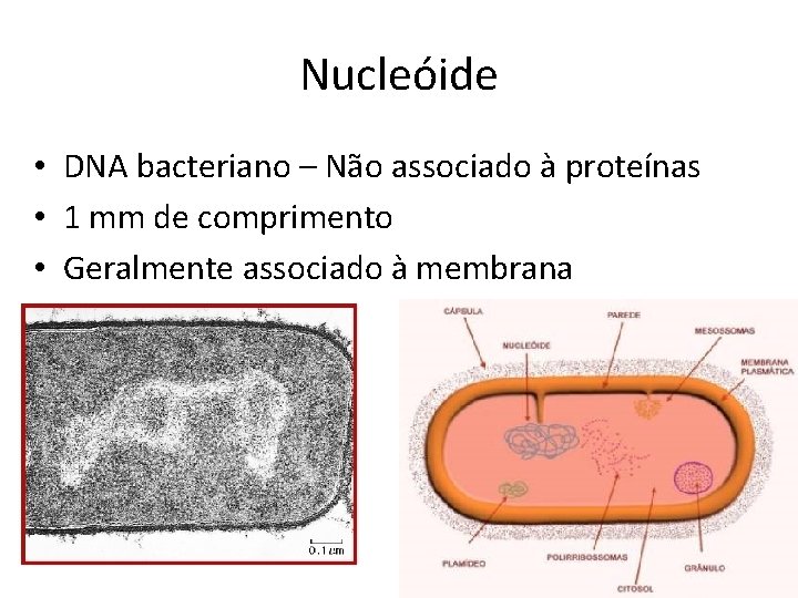 Nucleóide • DNA bacteriano – Não associado à proteínas • 1 mm de comprimento