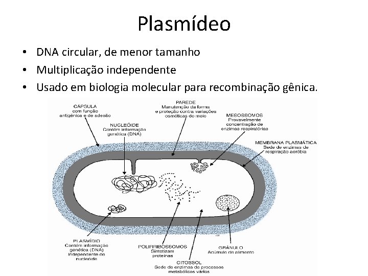 Plasmídeo • DNA circular, de menor tamanho • Multiplicação independente • Usado em biologia