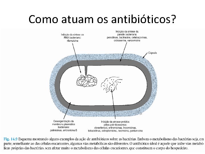 Como atuam os antibióticos? 