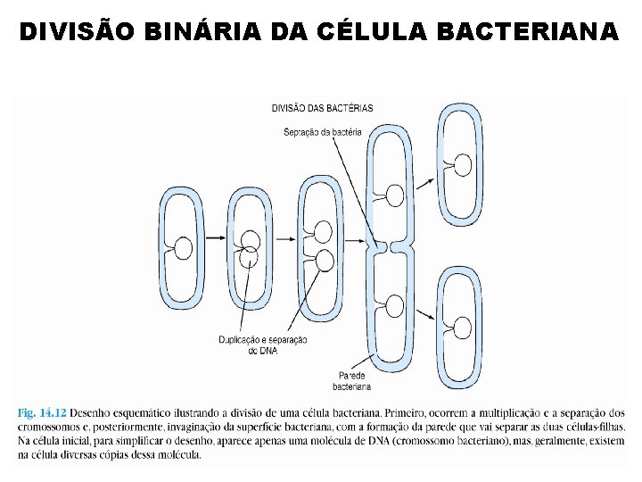 DIVISÃO BINÁRIA DA CÉLULA BACTERIANA 