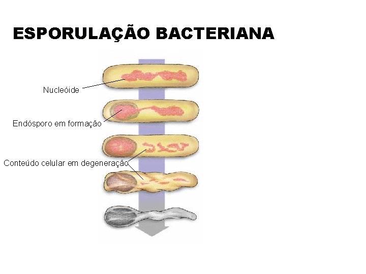 ESPORULAÇÃO BACTERIANA Nucleóide Endósporo em formação Conteúdo celular em degeneração 