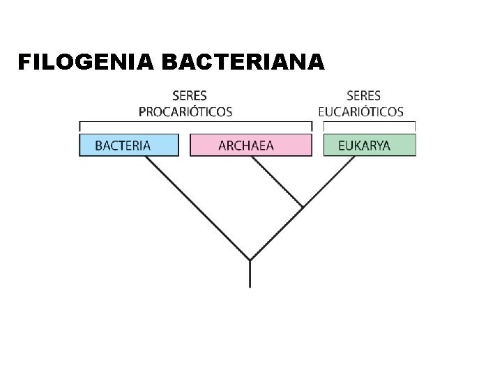 FILOGENIA BACTERIANA 