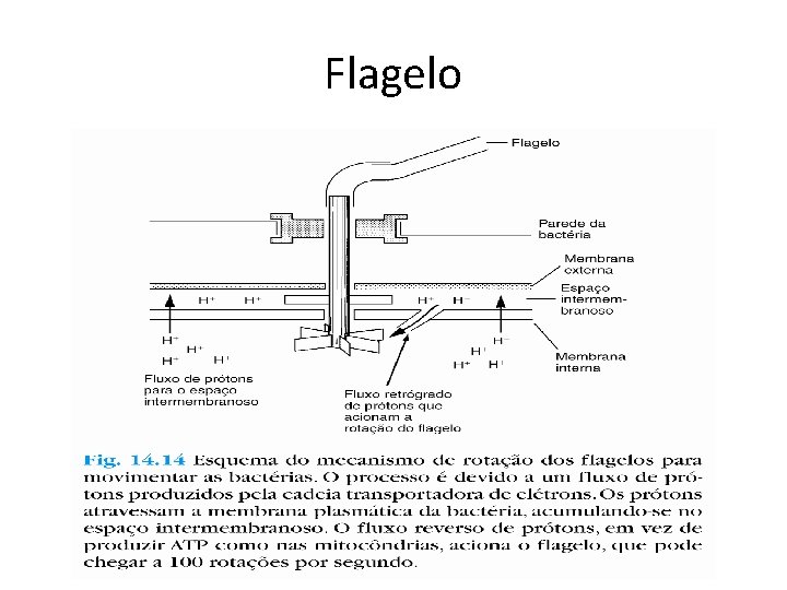 Flagelo 