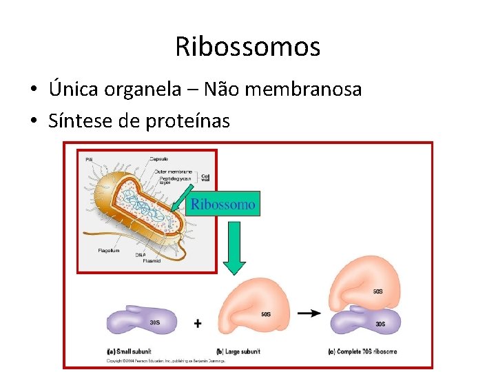 Ribossomos • Única organela – Não membranosa • Síntese de proteínas 