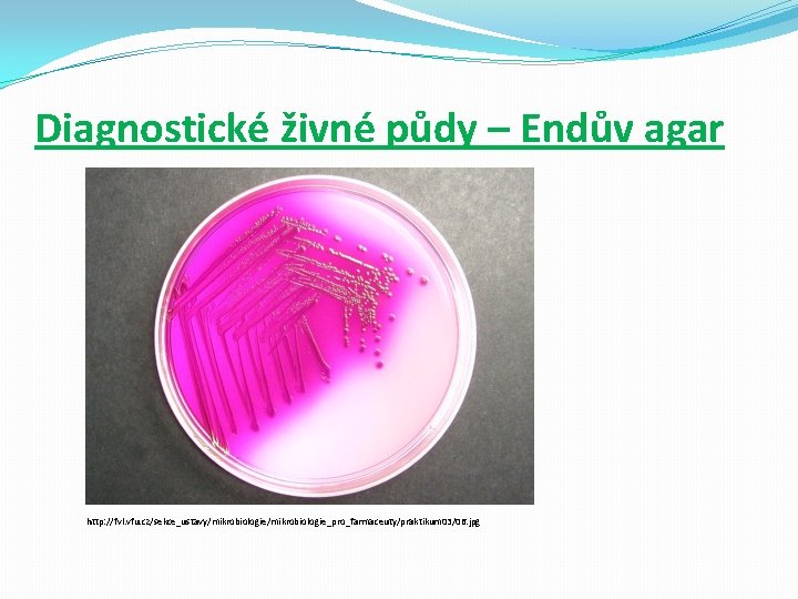 Diagnostické živné půdy – Endův agar http: //fvl. vfu. cz/sekce_ustavy/mikrobiologie_pro_farmaceuty/praktikum 03/06. jpg 