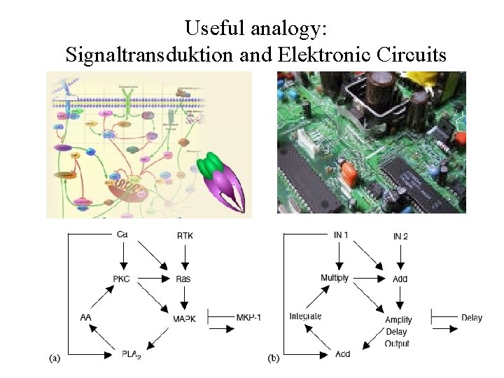 Useful analogy: Signaltransduktion and Elektronic Circuits 