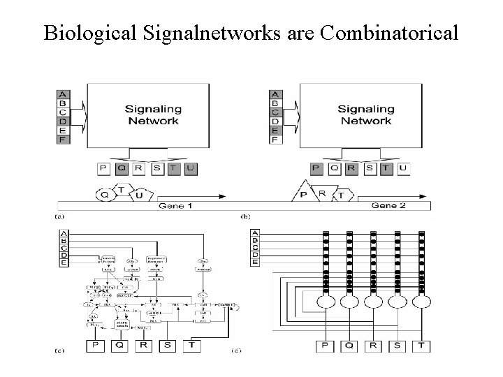 Biological Signalnetworks are Combinatorical 