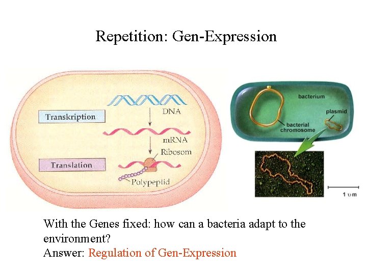 Repetition: Gen-Expression With the Genes fixed: how can a bacteria adapt to the environment?