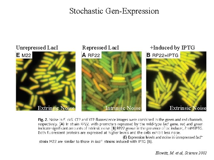 Stochastic Gen-Expression Unrepressed Lac. I Extrinsic Noise Repressed Lac. I Intrinsic Noise +Induced by