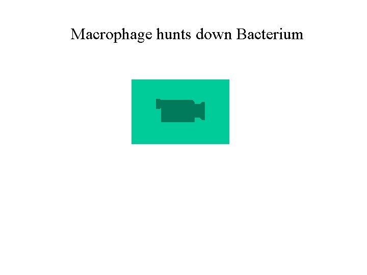 Macrophage hunts down Bacterium 