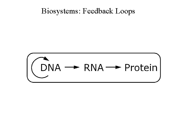 Biosystems: Feedback Loops 