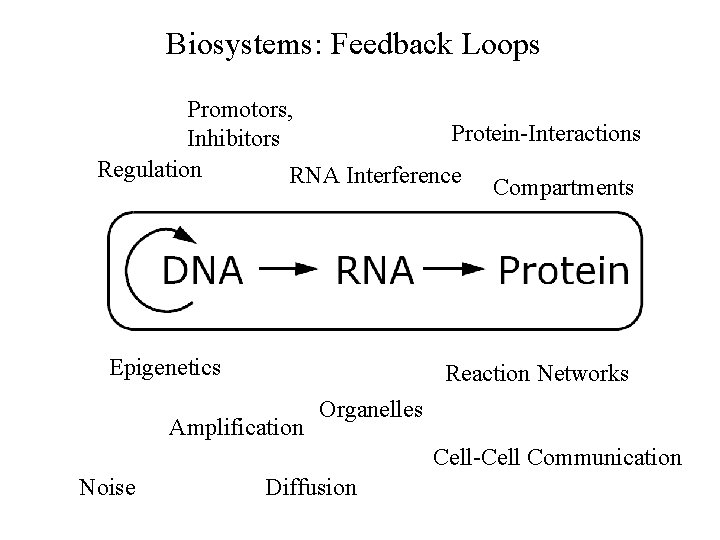 Biosystems: Feedback Loops Promotors, Protein-Interactions Inhibitors Regulation RNA Interference Compartments Epigenetics Reaction Networks Amplification