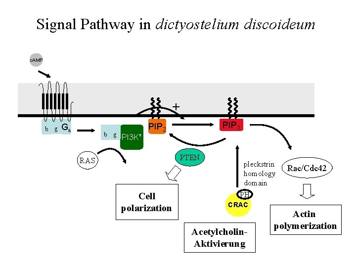 Signal Pathway in dictyostelium discoideum c. AMP + b g Ga b g PI